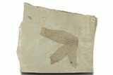 Fossil Climbing Fern (Lygodium) Leaf -Green River Formation, Utah #356127-1